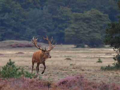 Zoals reeds geschreven, vandaag voor het eerst op de wildbaan gestaan en dus ook voor het eerst deze edelherten op de plaat gelegd. Ik weet niet of de foto voldoende is om door de keuring te komen maar ik ben er evengoed trots op.  Verder liggen de appels nog op de grond maar gezien de omstandigheden daar vind ik dat juist wel passen.