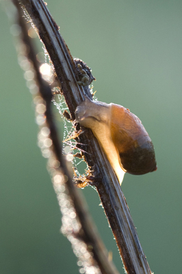 Rustige ochtend, geen wind en een beetje mist. Bezig geweest met het fotograferen van insekten en slakken met drupels in het tegenlicht.