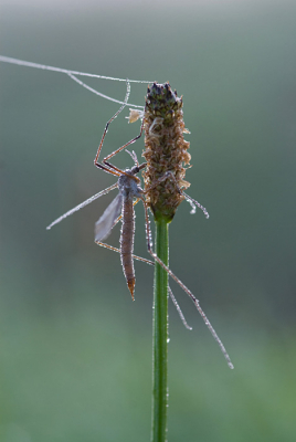 Ik vind het nog steeds fascinerend om te zien dat insekten schijnbaar bewegeloos de nacht doorbrengen en hierdoor in de ochtend bedekt zijn met dauw.