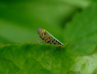 Rustig zittend langs de kant van ons slootje viel mij dit diertje op,fel gekleurd maar zeer handig in het verstoppen.Door net als een specht steeds achter bescherming te kruipen.Door met 1hand om de rietstengel te bewegen dwong ik hem om in mijn beeld te komen en knip ik heb je.