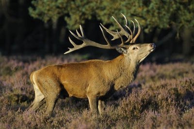 In het laatste avondlicht nog even deze plaat kunnen schieten. Het was deze avond helaas rustig met de activiteiten op dit veld