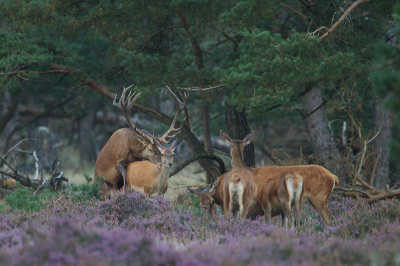 en daar is het allemaal om te doen.
meer plaatjes op mijn blog
http://corfikkert.blogspot.com/