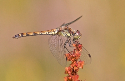 En de gemakkelijkste te fotograferen Libellen. Ze zijn niet erg schuw en komen vaak terug op hetzelfde stokje, pluimpje of stengel.
Vanaf statief genomen 180mm macrolens.