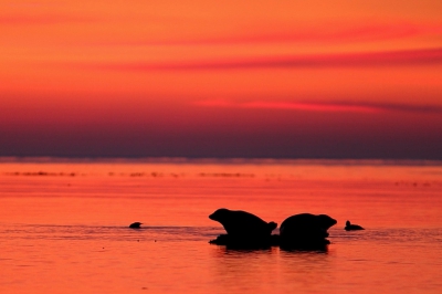 Deze foto heb ik niet op Dune gemaakt. Ik overbleef namelijk op het grote eiland. Voor zonsondergang was ik bij de Jan-van-Genten geweest. Op de terugweg kwam ik deze zeehonden tegen.