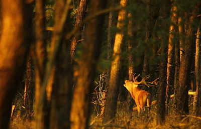 op het veld was niks te zien. dus dacht ik: laat ik eens naar het 2de veld lopen.. onderweg zag ik dit mannetje in het bos staan en hij stond precies in de zon!
toen hij een brul gaf was het plaatje af..
met canon 550d en 500m.