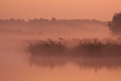 Vanmorgen de dag zien begonnen in Oostvaardersplassen, de zon op zien komen tijdens laaghangde mist met Konikpaarden op de achtergrond.