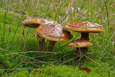 Ik heb me rotgezocht hier op NP en in mijn paddenstoelen boeken maar kwam deze nergens tegen. Tot ik ergens zag dat de gewone Zwavelkop chocoladebruin kan worden, dus houd ik het daar maar op.
De Zwavelkoppen stonden mooi te glimmen in het zeer vochtige bos.
Foto gemaakt op mijn knien met behulp van een hoekzoeker.