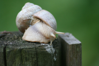 slak nr. 2
dit keer op een paaltje