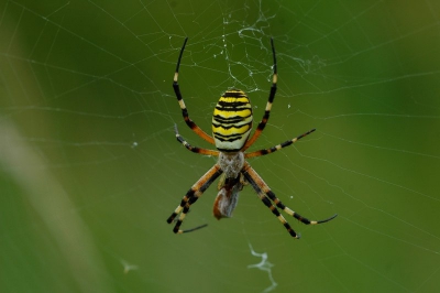 Deze vlinder stond hoog op mijn verlanglijstje. Toen ik op een enigsinds vochtig weitje naar vlinder liep te speuren, vloog er een insekt voor mij weg en deze vloog regelrecht een spinneweb in. In deze web dus....