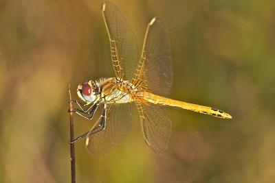 Nog even genoten van het prachtige nazomerse weer en van  Libellen die nog in de weer waren. Het kan nu nog.
Opname gemaakt vanaf npoot met 180mm macro.