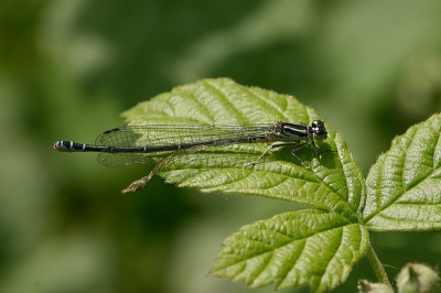 <i class='fa fa-user'></i> gertjan | Variabele waterjuffer  <i class='fa fa-eye'> 66</i>   <i class='fa fa-comment-o'> 2</i>