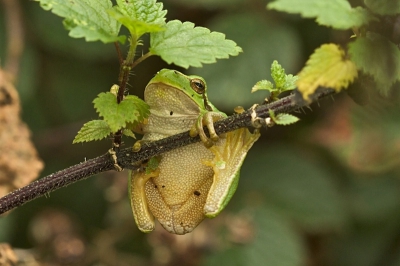 Als boomkikkertjes weg springen ben je ze meestal kwijt, maar soms  zie je ze nog heel even een moment aan een takje, blaadje of zoals hier, aan een brandnetelstengel hangen.
Daar moet ik even niet aan denken, maar schijnbaar deert het hen niet.