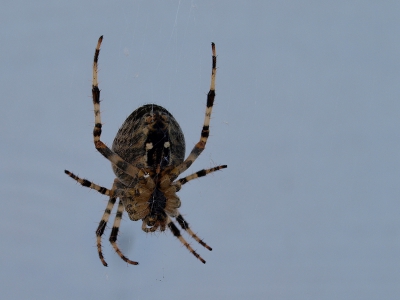 Bij familie in de achtertuin zat deze spin net voor het witte tuinhuisje. Ik vond het zelf wel als mooie achtergrond dienen