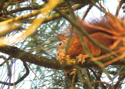 Uitkijkend naar vogels, viel er wel heel veel 'zooi' naar beneden, het zijn de tafelmanieren van dit schitterende beestje.