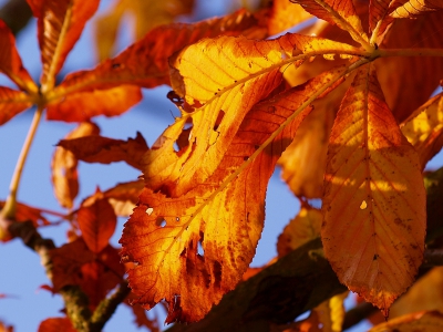 De herfst is, naar wat deze bladeren laten aanzien, al flink bezig. Ik vond het zelf wel een leuk effect maar ben benieuwd naar kritische reactie's!