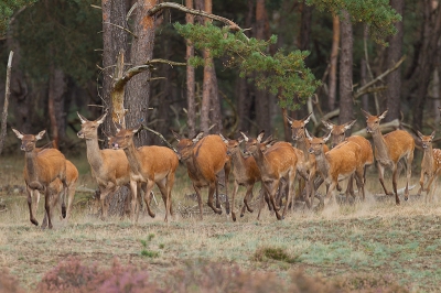 De Hindes worden in  deze tijd vaak vergeten, hier kwam de groep 10 min. nadat de boswachter vertrokken was uit het bos gestormd.