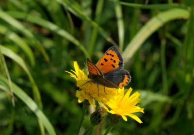 Op de Gorinchemse stadswallen van het padje af om achter dit vlindertje te lopen dartelen,om dan toch eindelijk  tot rust te komen.Even een momentje de tijd gekregen.Moest los uit de hand met een wat lastige wind.Ben toch blij met deze foto