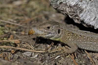 nog een hagedis,maar nu met een lekkere dikke houtworm.