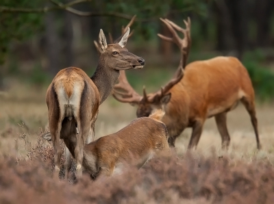 Met zoveel prachtige foto's die de afgelopen tijd zijn geplaatst, valt het niet mee 'n orgineel moment vast te leggen. Ik heb uit de serie die ik heb gemaakt gekozen voor 'n opname die symboliseert waar het allemaal om te doen is... het voortbrengen van nageslacht.