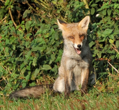 Deze jonge vos was op zoek naar eten, ik stond gelukkig in de schaduw van enkele struiken en bomen, hij genoot duidelijk van de warmte van de zon zonder te weten dat hij een mooi in het vizier zat van mijn 500mm. Dit was puur genieten. Meerdere foto's te zien op; www.creylman.be