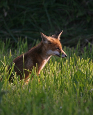 Mijn eerste foto hier op NP. 
Schemerige dag met af en toe een streepje zon, en laat er nou net een jong vosje in een van die streepjes licht gaan zitten.