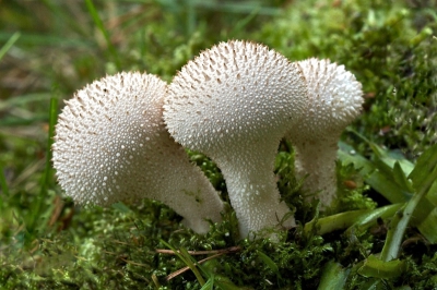 Deze nog jonge parelstuifzwammetjes met hun kenmerkende stekeltjes op de hoed, stonden mooi in het gelid aan de rand van een bos. 
Opname gemaakt vanaf laagstaand statief met een 100mm macro.