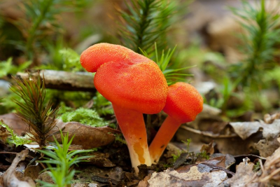 Diep verscholen in het Robbenoordbos stonden een aantal Vuurzwammetjes.
Foto gemaakt vanaf statief op de laagste stand met draadontspanner.