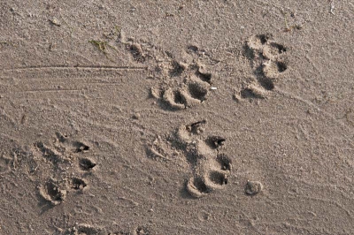 tijdens een vaartocht door de ijsselmonding kwamen we deze sporen tegen, nu het die zelf nog, ook nog een afzetting van geurstof wat duid op een territorium.
zie mijn blog http://corfikkert.blogspot.com/