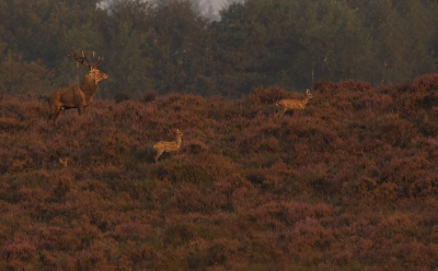 nog een foto van afgelopen zondag. Was toch een mooi
moment, zo'n groot hert tussen die kleine reetjes.