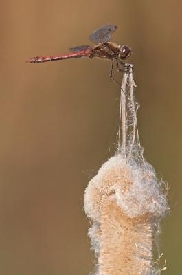 Het was weer een plaatje schieten van de zoveelste heidelibel, maar nu  op een pluizige sigaar, dat was weer eens wat anders.
Opname gemaakt vanaf statief met Canon EF 300mm f/4.0 L IS USM plus 1,4. Een beetje zwaargeschut, maar ik zat eigenlijk achter wat zwervende heidelibellen aan die zo schuw en vliegerig waren vandaag, dat ik met een 180 mm macro nauwelijks kans maakte.