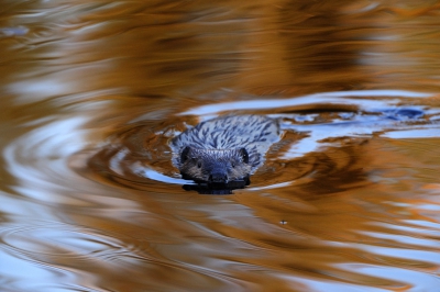 Avondopname van bever in goud. opname vanaf de oever in een lage stand t.o.v. bever