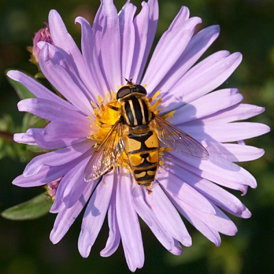 Deze Pendelzweefvlieg in de tuin op de bloeiende asters kunnen fotograferen. Ik vind de kleuren wel erg mooi bij elkaar passen. Foto gemaakt vanuit de hand.