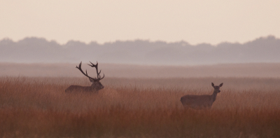 OP de weg terug van de Wildbaan nog inhet laatste beetje licht dwat foto's kunnen maken. Vooral de weer opkomende mist geeft een mooie sfeer.