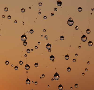 <i class='fa fa-user'></i>&nbsp;Niels godijn&nbsp;| Spinnenweb&nbsp; <i class='fa fa-eye'>&nbsp;336</i> &nbsp; <i class='fa fa-comment-o'>&nbsp;4</i>