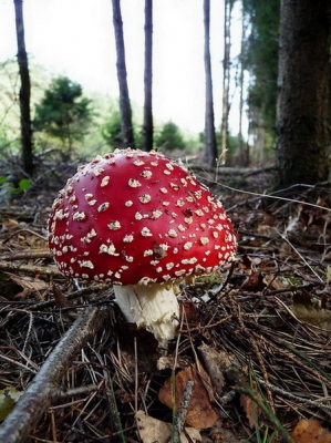 Stond in z'n eentje een prachtexemplaar te zijn, wachtend op kabouter Spillebeen.
Herfst op z'n mooist!