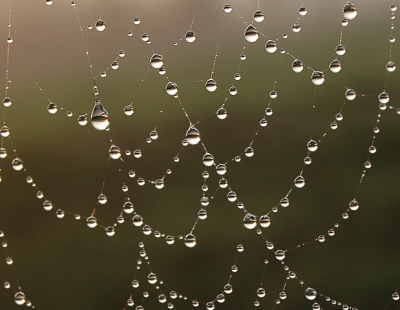 <i class='fa fa-user'></i>&nbsp;Niels godijn&nbsp;| Spinnenweb&nbsp; <i class='fa fa-eye'>&nbsp;149</i> &nbsp; <i class='fa fa-comment-o'>&nbsp;1</i>