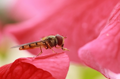 Deze zweefvlieg ging steeds op een paar roze bloemen naast me zitten. Ik heb gefocust op n bloem en gewacht. Uiteindelijk landde hij voor mijn lens.