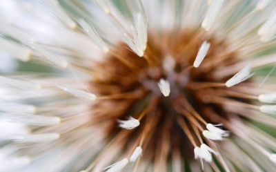 druk bezig geweest met paardenbloemen.
blijven leuken bloemen.