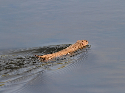 Als grappige waarneming een zwemmende wezel, waarvan er nog geen op NP stond. Tot mijn verbazing bleek het diertje in het water bijna even snel als op land. Kreeg helaas maar een foto een beetje bruikbaar, want voor ik goed en wel in de gaten had wat ik eigenlijk zag was'ie in het riet verdwenen.