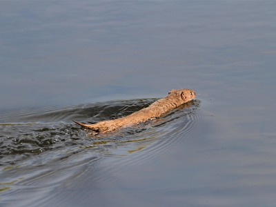 Als grappige waarneming een zwemmende wezel, waarvan er nog geen op NP stond. Tot mijn verbazing bleek het diertje in het water bijna even snel als op land. Kreeg helaas maar een foto een beetje bruikbaar, want voor ik goed en wel in de gaten had wat ik eigenlijk zag was'ie in het riet verdwenen.