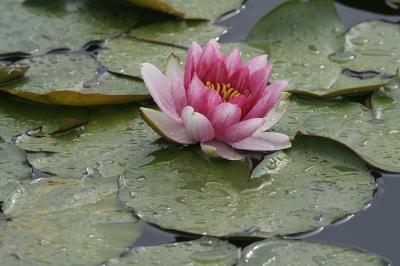 Het regende pijpestelen die zondagmiddag gewoon doorgaan met fotograferen deze waterlelie deed het prima als model.
