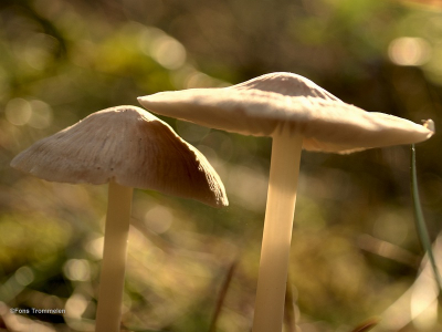 foto genomen op de zonnige oktober dag droog en dus weinig paddestoelen met de nikon d3100 lens 18-55