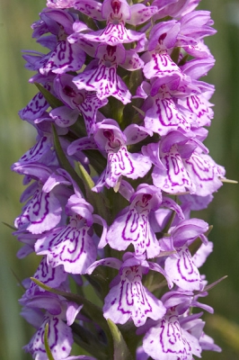 <i class='fa fa-user'></i> C. Fikkert | Gevlekte Orchis  <i class='fa fa-eye'> 154</i>   <i class='fa fa-comment-o'> 2</i>