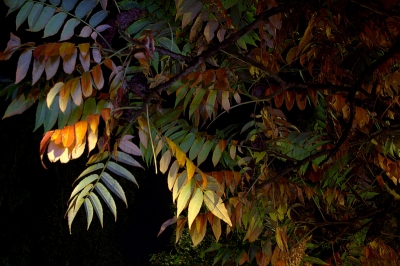 Ik stond buiten te kijken naar de meteorietenregen, viel vies tegen, er was weinig te zien. Het was bijna windstil dus me maar bezig gehouden met de herfstkleuren van de fluweelboom.