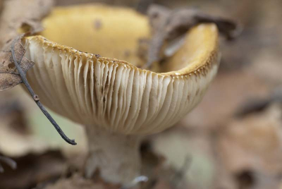 Tijdens workshop paddenstoelenfotografie. Zeer warm en droog weer.