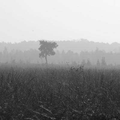 Mistige ochtend, zonnig begin oktober; Pentax K7, monochrome optie, telelens 100-300mm.