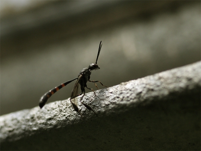 Door zijn lengte en ranke vormen een van de meest frle insecten die ik ooit gezien heb. De aanzet van het achterlijfje is een fractie van een mm.