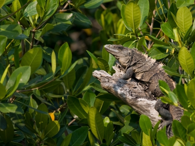 Tijdens een boottocht door de mangroven van Rio Lagartos waren we op zoek naar vogels. Opeens zagen we vlakbij deze Mexicaanse zwarte leguaan zitten. De foto is vanuit de boot genomen uit de hand.