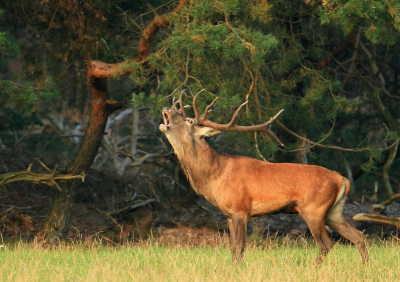 Een paar dagen ook mogen genieten op de Veluwe en dit mannetje vast kunnen leggen die alles uit de kast haalde om de aandacht van de dames te trekken maar van het plaatshert geen kans kreeg.