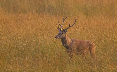 Ook hier kun je met wat geluk in een totaal ander landschap Edelherten fotograferen.